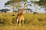 TANZANIA - Serengeti National Park - 371